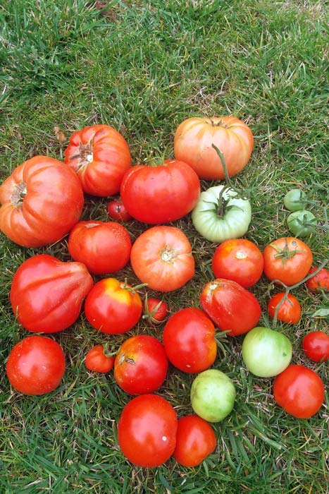 Tomates