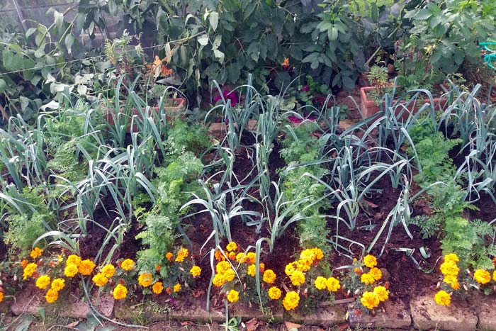 Potager