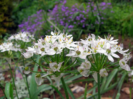 Ail