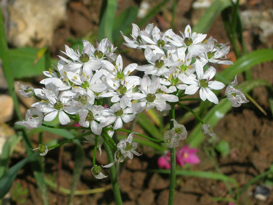 Ail