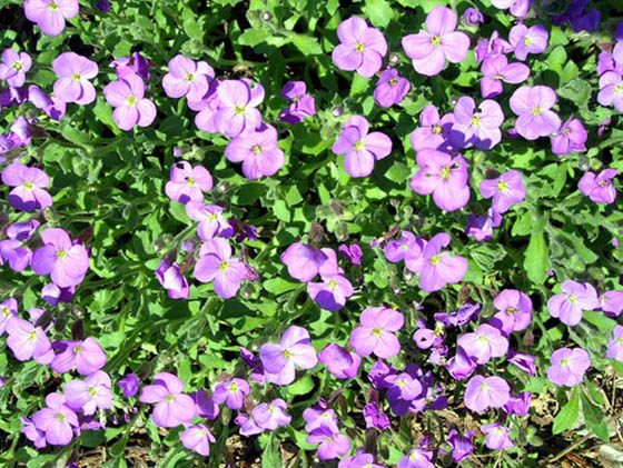 Aubrietia