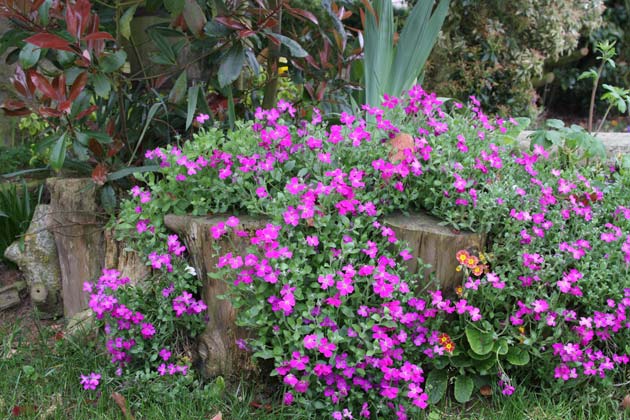 Aubretia