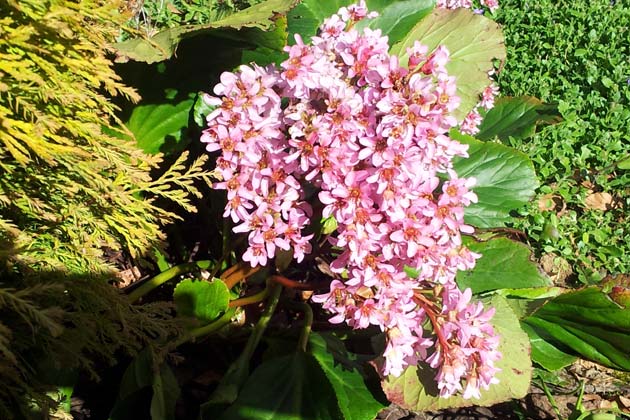 Bergenia