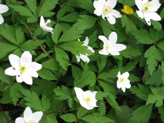 Fleurs des bois