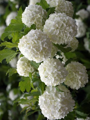 Boule de neige
