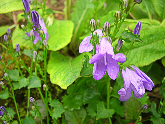 Campanule
