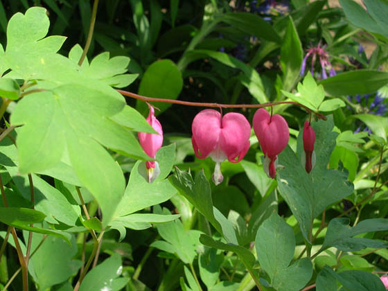Coeur de Marie