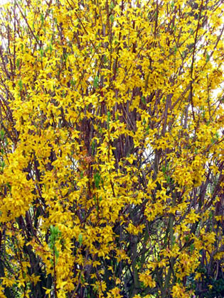 Forsythia
