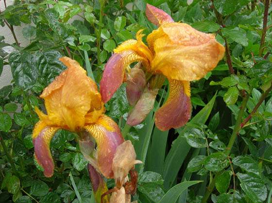 Iris