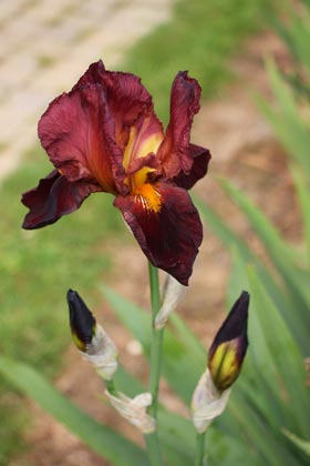 Iris