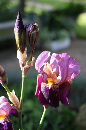 Iris