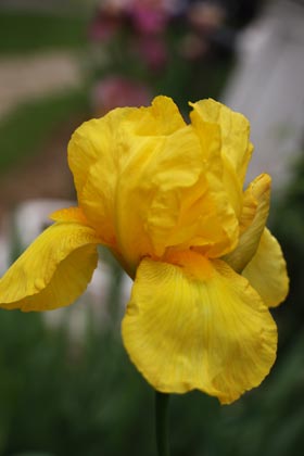Iris