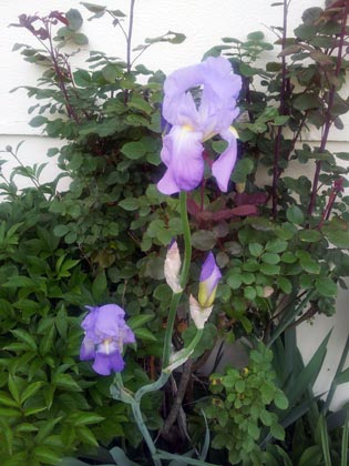 Iris