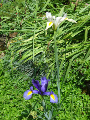 Iris