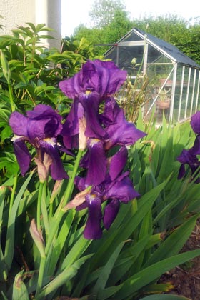 Iris