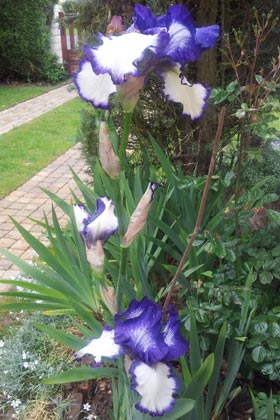 Iris