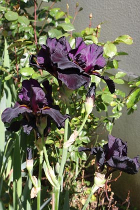 Iris
