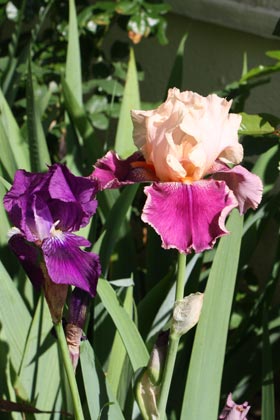 Iris