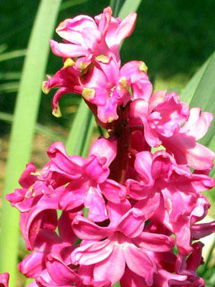Jacinthe