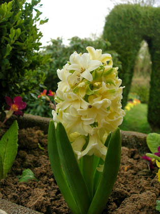 Jacinthe