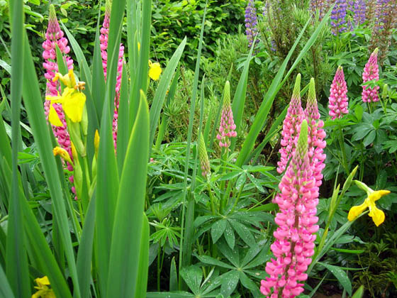 Lupin