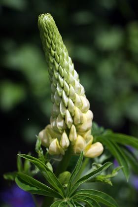 Lupin