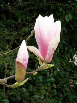 Magnolia