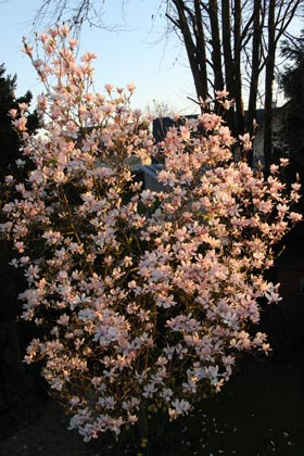 Magnolia