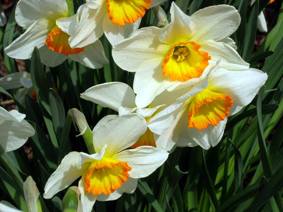 Narcisses