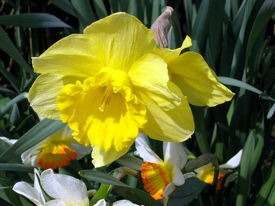Narcisses
