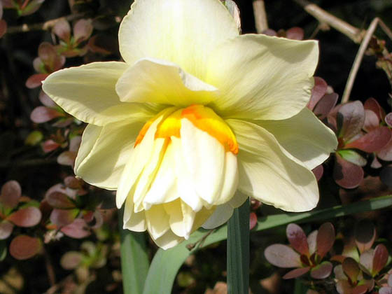 Narcisse