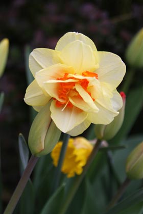 Narcisse
