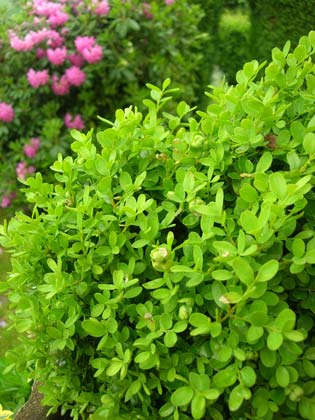 Jardin