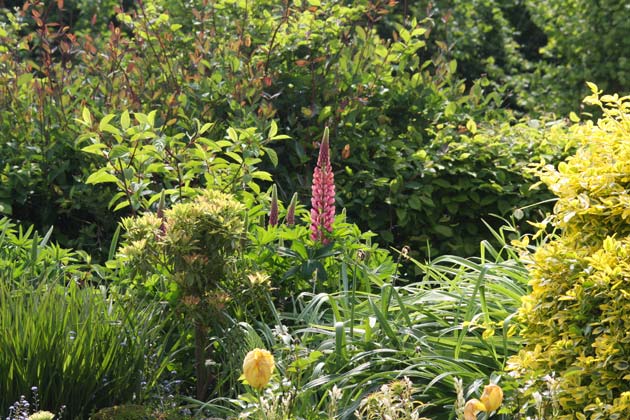 Lupin