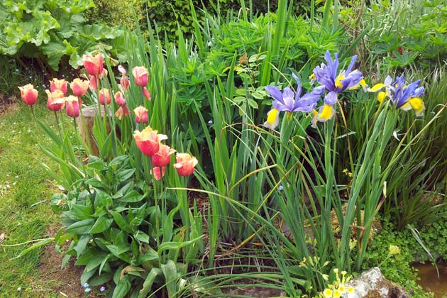 Tulipes et iris