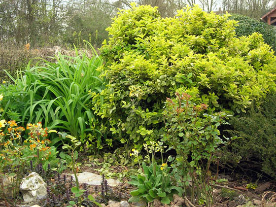 Jardin