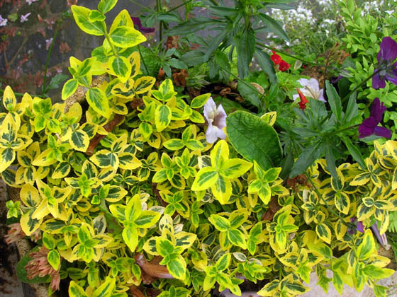 Jardin