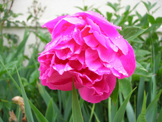 Pivoine