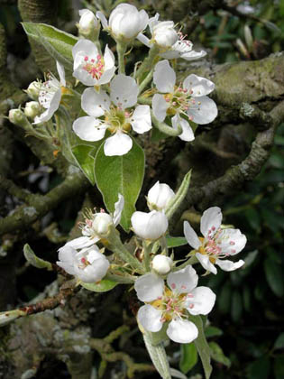 Pommier
