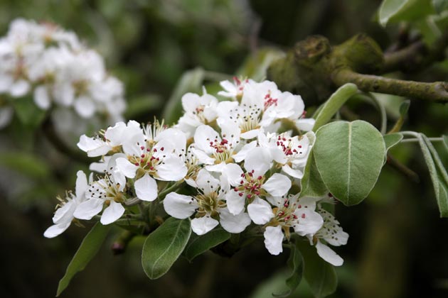 Pommier