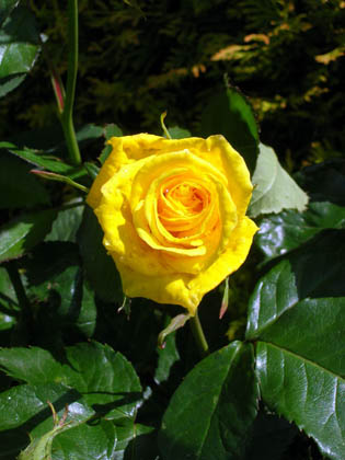 Rose