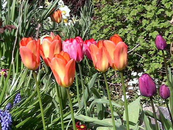 Tulipes
