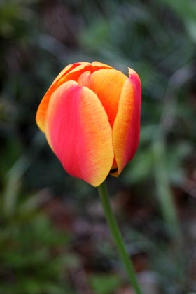 Tulipe
