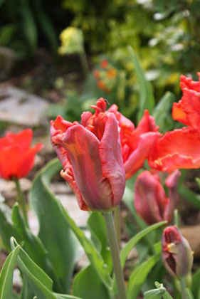 Tulipes