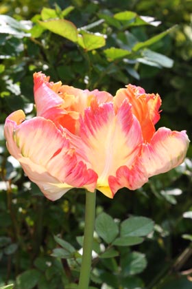Tulipe