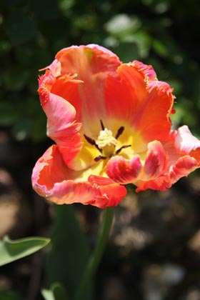 Tulipe