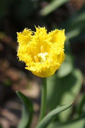 Tulipe