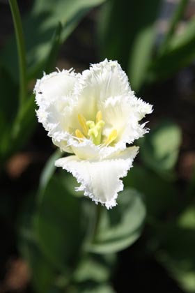 Tulipe