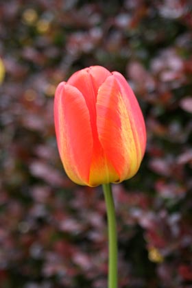 Tulipe