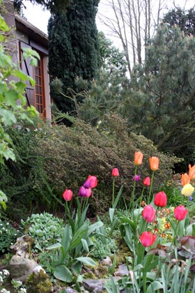 Tulipes